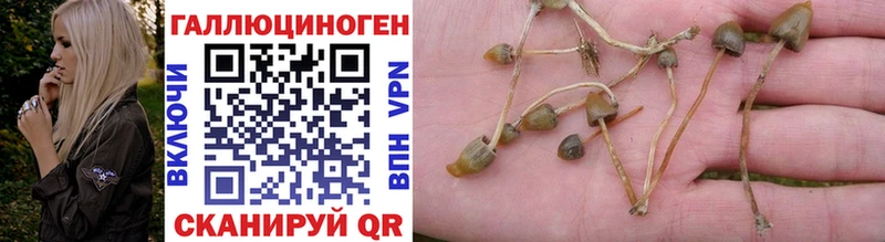 Галлюциногенные грибы Psilocybe  Купить  Жирновск 